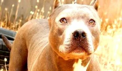 17 Yıldır Üretilmesi Ve Satışı Yasak Olan Pitbull Cinsi Köpeklerin İnternette Alınıp Satılması Devam Ediyor