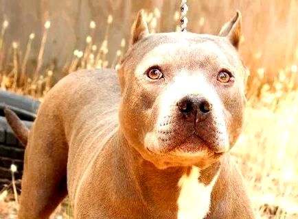 17 Yıldır Üretilmesi Ve Satışı Yasak Olan Pitbull Cinsi Köpeklerin İnternette Alınıp Satılması Devam Ediyor