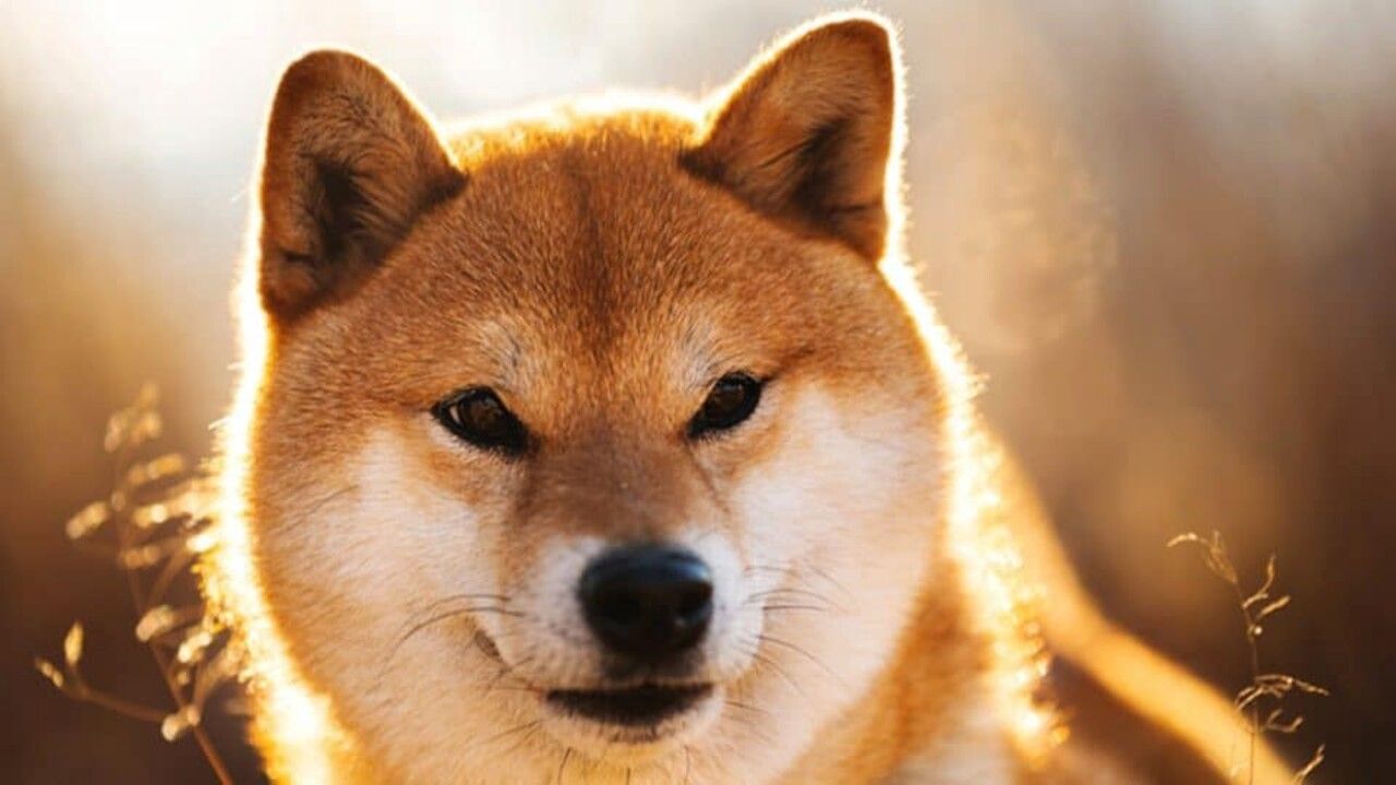 3 Ünlü Analistten SHIB, DOGE Ve Metaverse Quinler İçin Uçuk Hedefler!