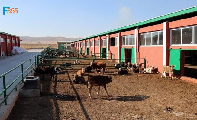 Ahır Ağıl Yapımı Hibe Desteği (Başvuru Şartları Nelerdir?)