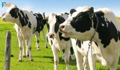 Anaç Sığır Desteği 2019 (Hayvancılık Devlet Desteği)