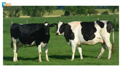 Besicilik Kredisi Nasıl Alınır? (Başvurusu ve Şartları)