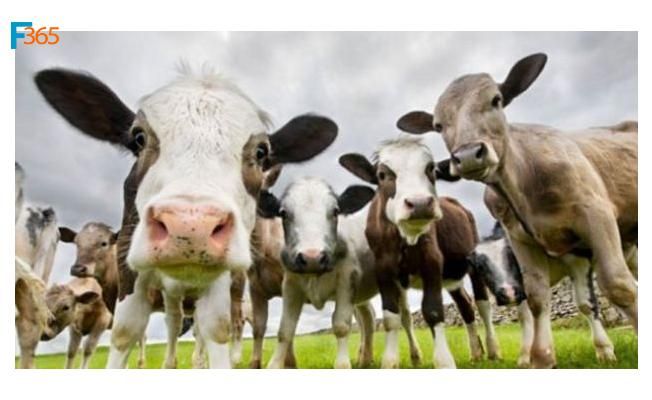 Büyükbaş Hayvan Kredisi Nasıl Alınır? (Başvuru Yöntemleri, Şartları)