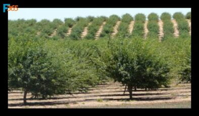 Ceviz Yetiştiriciliği Devlet Desteği (İstenen Evraklar, Şartlar)