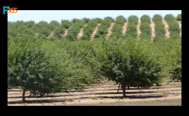 Ceviz Yetiştiriciliği Devlet Desteği (İstenen Evraklar, Şartlar)