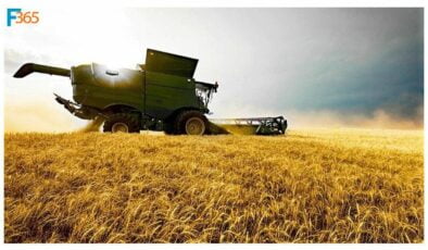 Devlet Mazot Desteği Nasıl Alınır? (Gerekli Evraklar ve Şartları)