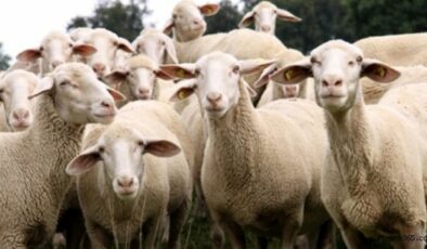 Hayvancılık Kredisi Veren Bankalar (Başvurusu, Şartları, Gerekli Evraklar)