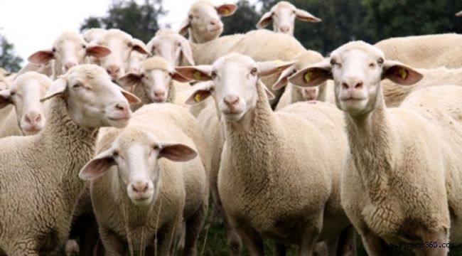 Hayvancılık Kredisi Veren Bankalar (Başvurusu, Şartları, Gerekli Evraklar)