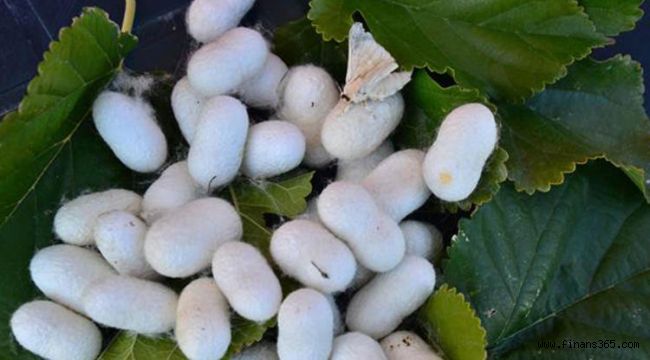 İpek Böcekçiliği KOSGEB Desteği (Başvurusu ve Şartları)