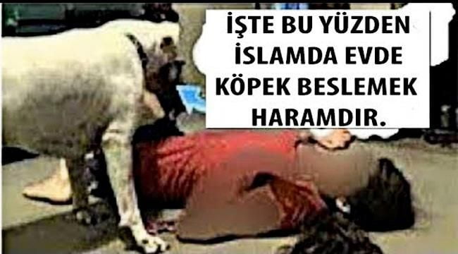 İslam Dininde Evde Köpek Beslemek Neden Haramdır? İşte Sebebi