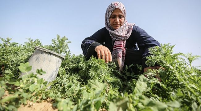 Kadın Çiftçi Destek Projeleri Nelerdir?