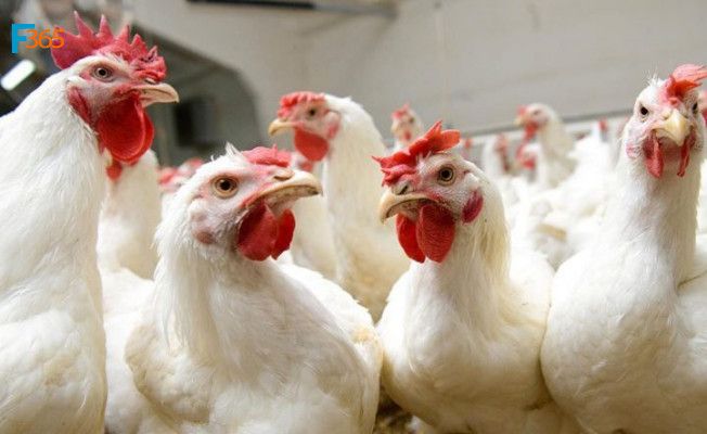 Kanatlı Hayvan Hibe Desteği 2019 (Devlet Teşvikleri)