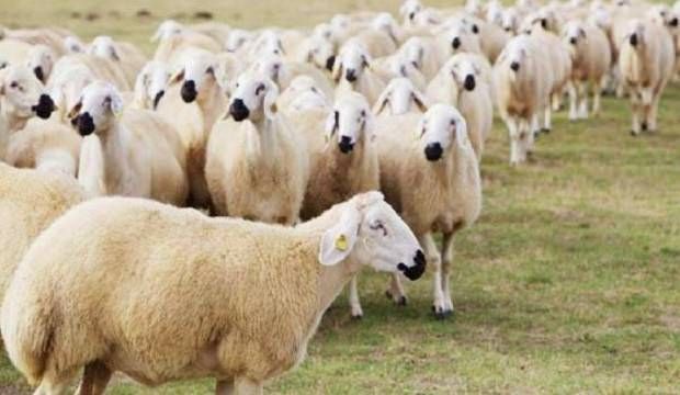 Köyde Yaşayanlara 300 Koyun Cumartesi Verilmeye Başlanacak!