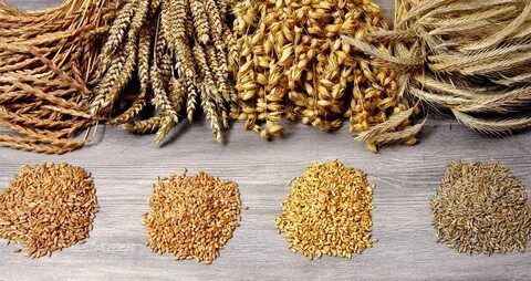 Mercimek, Nohut, Buğdayda Alarm Zilleri Çalıyor