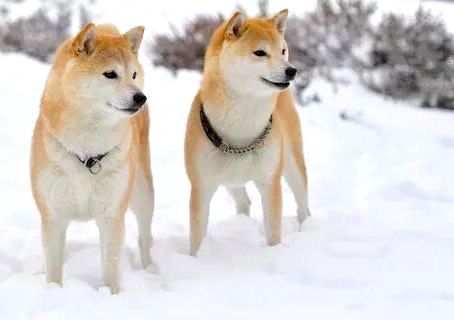 Shıba Inu Yatırımcıları Müjde! Fiyatlar Yükseliyor