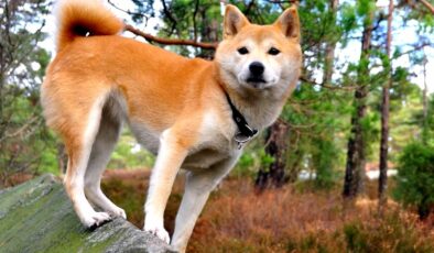 Shıba Inu’da (SHIB) Oyun Duyurusu İle Hareketlilik Yaşandı