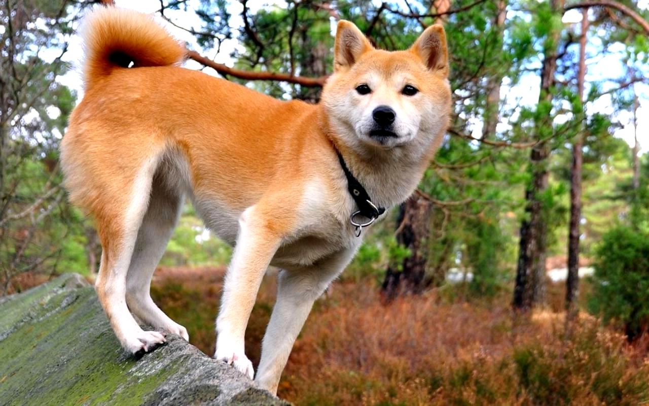 Shıba Inu’da (SHIB) Oyun Duyurusu İle Hareketlilik Yaşandı