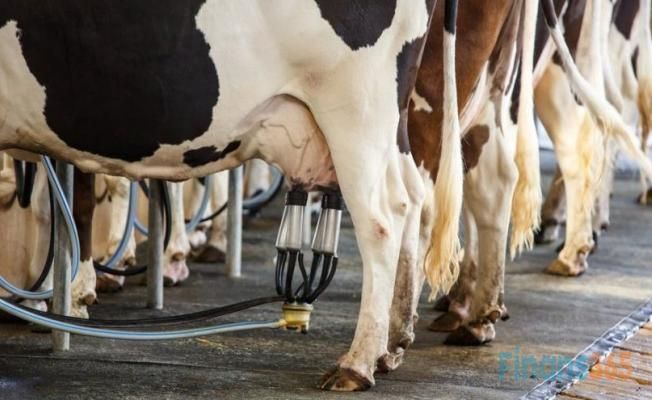 Süt ve süt ürünlerinde tüketim azalıyor