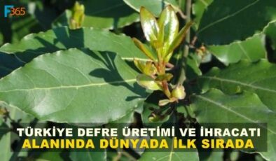 Türkiye Dünya’ya Defne Yaprağı İhraç Ediyor