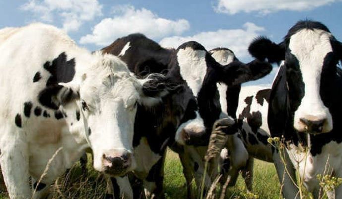 Yapı Kredi’den Çiftçilere Hayvan Alım Kredisi