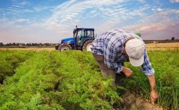 Çiftçilere özel hibe kredi desteği müjdesi: KOSGEB çiftçi desteği 2023 şartları