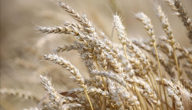 Çiftçiler buğday, arpa, mısır fiyatlarına odaklandı! Buğday, arpa, mısır bugün kaç para?