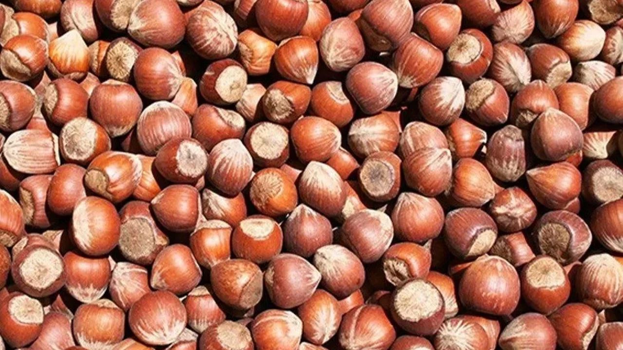 Fındıkta Denge Bozuldu: Fiyatlar TMO’nun Altına İndi