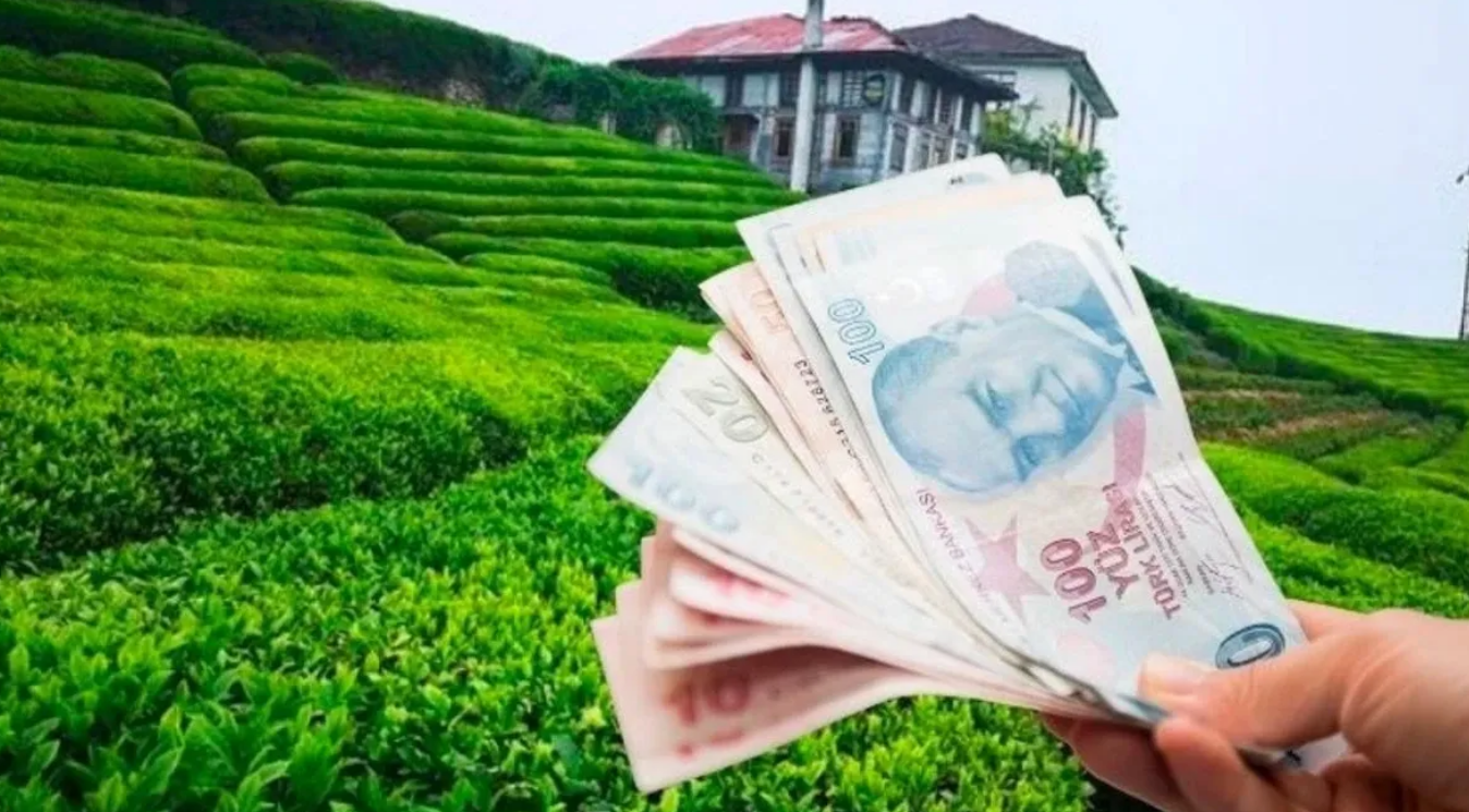 Çay üreticisine destek ödemesi hesaplara yatırıldı